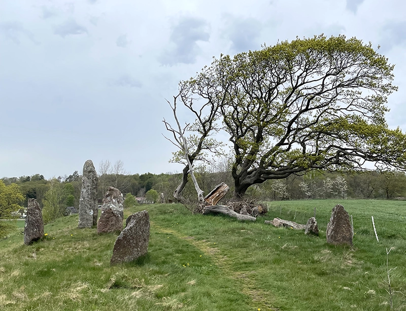 Några gamla gravstenar på en kulle med ett stort träd. 